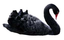 Black Swan Prize logo, black version, on a transparent background
