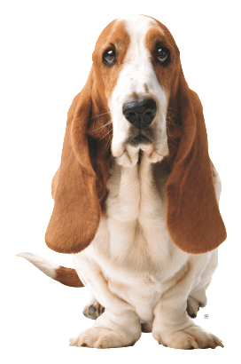 Hush Puppies logo, horizontal version, on a transparent background
