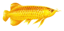 Jinlongyu logo