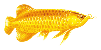 Jinlongyu logo on a transparent background